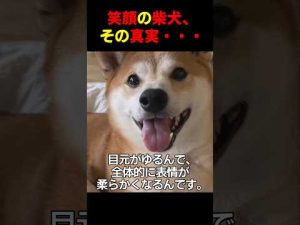 癒しの柴犬動画：笑顔とその秘密を徹底解説 – わんわんパニック