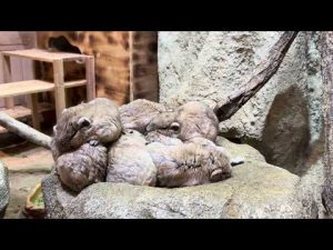埼玉こども動物自然公園でグンディと冒険！2025年9月のふれあい探検 – わんわんパニック
