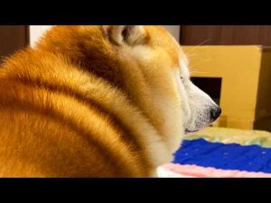 柴犬らんまるのいたずら監視動画：かわいさとユーモアを楽しむ – わんわんパニック