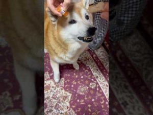 柴犬福が姉の目薬攻撃から逃げる！かわいい反応に癒される動画 – わんわんパニック