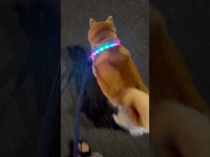 柴犬福と姉の散歩中に出会った面白かわいいエレクトリカルターキー先輩の一瞬 – わんわんパニック