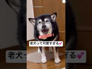 15歳黒柴犬の魅力と癒しのかわいさ｜長寿犬の愛らしさを紹介 – わんわんパニック