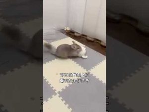 チンチラのジャンプとユニークな台乗りに注目！癒しのペット動画 – わんわんパニック