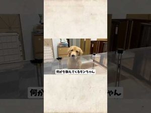 ゴールデンレトリバーの口元のおできの原因と対処法｜獣医師が解説 – わんわんパニック