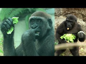 動物園のゴリラ家族の微笑ましい姿と食事シーン｜かわいい兄弟のふれあい映像 – わんわんパニック
