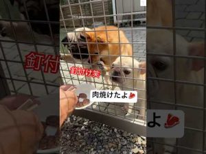 焼肉を待つ犬たちのかわいい姿と家族のひととき – わんわんパニック
