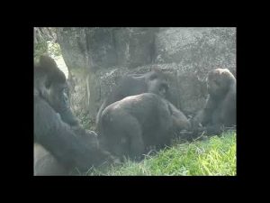 台北動物園ゴリラ家族のほっこり交流シーン紹介 – わんわんパニック