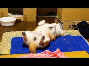 夜9時の柴犬：狼の血を忘れ安心して眠る姿の秘密 – わんわんパニック