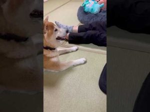 柴犬福のお菓子ねだり動画｜癒やしのかわいい瞬間を楽しもう – わんわんパニック