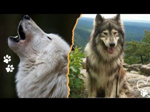 世界に類似した狼似犬種一覧：特徴と飼育ポイント解説 – わんわんパニック