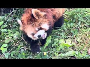 円山動物園のレッサーパンダ・ココさんのかわいいサラダタイム2025年秋 – わんわんパニック