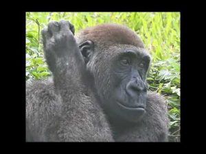 台北動物園のジャバリ：4歳のゴリラと家族の様子を紹介 – わんわんパニック