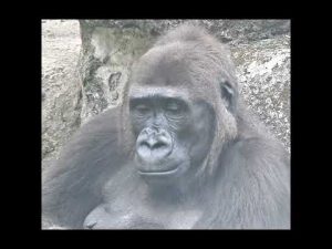 台北動物園の銀背大猩猩親子の癒し映像2025 – わんわんパニック