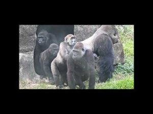 台北動物園の銀背大猩猩家族紹介映像｜家族の様子を楽しもう – わんわんパニック