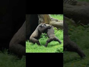 台北動物園の金剛猩猩親子が楽しむ癒しの瞬間 | 可愛さ満載動画 – わんわんパニック