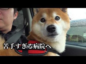 怖がる柴犬ハチの不安な表情と病院の大切さ – わんわんパニック