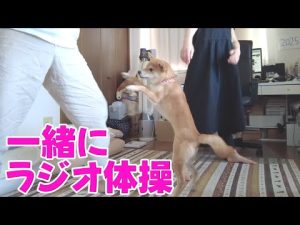 寝ている間も参加！柴犬小夏のかわいいラジオ体操動画と2026年カレンダー紹介 – わんわんパニック