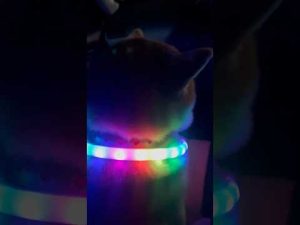 柴犬福と姉の楽しいひととき：病院前の笑顔をお届け – わんわんパニック
