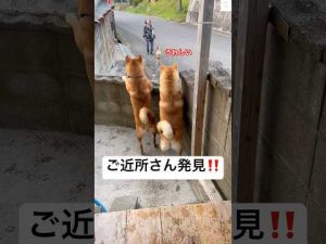 ご近所の柴犬たちが魅力いっぱい！かわいいドキドキ動画を楽しもう – わんわんパニック