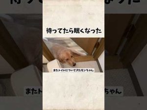 癒しのゴールデンレトリバー動画｜眠くなるかわいさ満載の癒し時間 – わんわんパニック