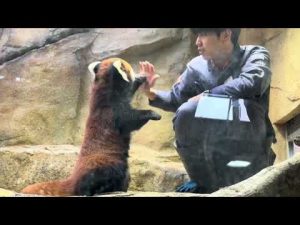 那須どうぶつ王国のレッサーパンダと大福パパのトレーニング動画2025年10月19日 – わんわんパニック