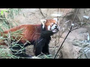 レッサーパンダ大福くんがパパに！那須どうぶつ王国の新たな家族誕生（2025年10月19日） – わんわんパニック