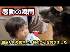 甲斐犬一休と猫たちの愛情あふれるエピソードを紹介 – わんわんパニック
