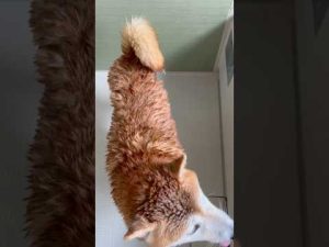柴犬福姉妹のかわいい一芸動画｜笑いと癒やしをお届け – わんわんパニック