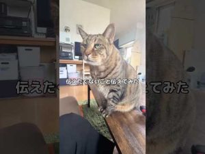 猫と心を通わせる方法｜愛猫に伝えにくい気持ちの伝え方 – わんわんパニック