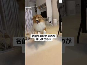 シェルティ犬の幸せ瞬間：名前を呼ばれると喜ぶ癒しの仕草 – わんわんパニック