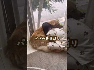 姉弟犬の微笑ましい日常：犬吸いを優先するかわいいゴールデンレトリバー – わんわんパニック