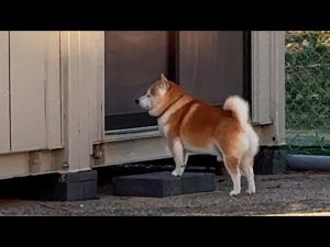 柴犬らんまるの癒し動画：自作広場での短い冒険と室内帰宅の理由 – わんわんパニック