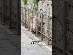 犬の知恵とユーモア：ゴールデンレトリバーの意外な解決法 – わんわんパニック