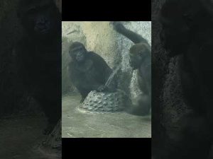 台北市立動物園のゴリラが見せるユーモラスな瞬間とその魅力 – わんわんパニック