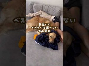 姉弟犬と子供の日常｜ゴールデンレトリバーと大型犬の楽しみ方 – わんわんパニック