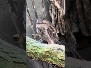 那須どうぶつ王国で出会うオーストラリアガマグチヨタカのかわいい交流 – わんわんパニック
