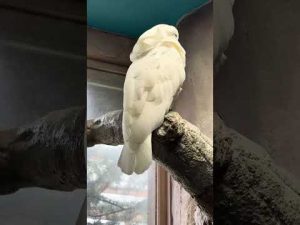 那須どうぶつ王国で見つけたタイハクオウムのかわいい瞬間2025年10月 – わんわんパニック