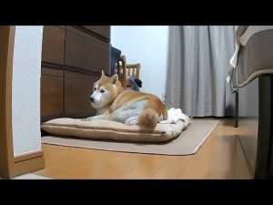 柴犬福とターキー先輩のかわいい監視映像｜笑顔になれる瞬間 – わんわんパニック