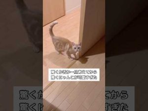猫の癒し動画！アメショのにゃっ！が魅力的なかわいさ披露 – わんわんパニック