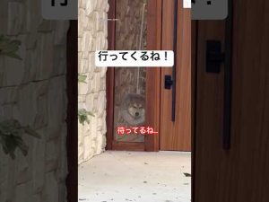 癒やしの柴犬日常動画｜見ているだけで癒されるかわいい柴犬の姿 – わんわんパニック
