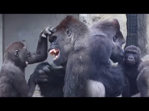2025年台北動物園ゴリラのハイライトと家族紹介を詳しく解説 – わんわんパニック