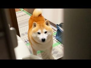 柴犬らんまるの待ちきれない表情と見つめる瞬間 | 家族待ちの可愛い仕草解説 – わんわんパニック