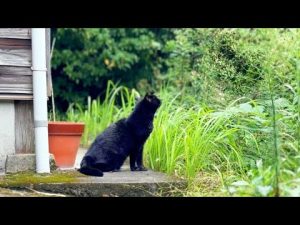 秋の静かな日々：柴犬と猫との癒やしのひととき – わんわんパニック