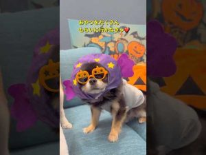 キャンディチビの癒やし柴犬とチワワのかわいい動画集 – わんわんパニック