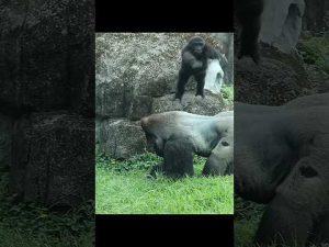 金剛猩猩のかわいいジャンプ動画｜台北市立動物園の微笑ましい瞬間 – わんわんパニック