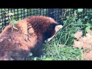 レッサーパンダのココさんが草を摘む癒しの瞬間 音とともに楽しむ円山動物園の自然風景 – わんわんパニック