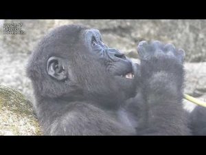 台北動物園アフリカゾーンで見るゴリラファミリーの日常動画2025 – わんわんパニック