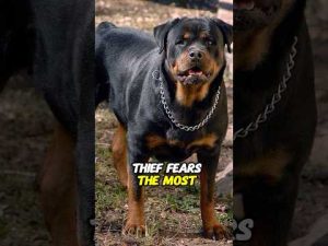 盗難を防ぐ4匹の犬とロットワイラーの特徴解説 – わんわんパニック