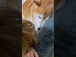 柴犬福のほっこり動画：姉にいつでも絡まれる癒しの日常 – わんわんパニック