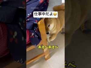 柴犬のお仕事邪魔タイム！遊びたがる姿が癒される動画 – わんわんパニック